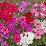 Phlox - Drummondi Mixed Flowers (Seeds)