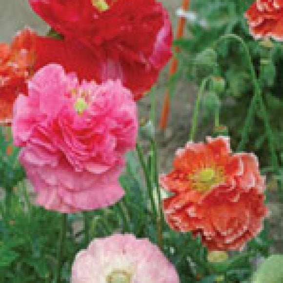 Poppy - Double Shirley Mixed (Seeds)