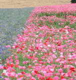 Poppy - Double Shirley Mixed (Seeds)