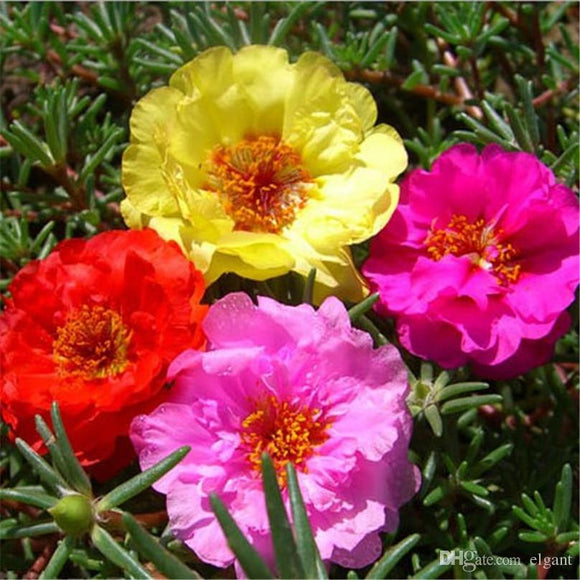 Portulaca - Double Mixed Colours (Seeds)