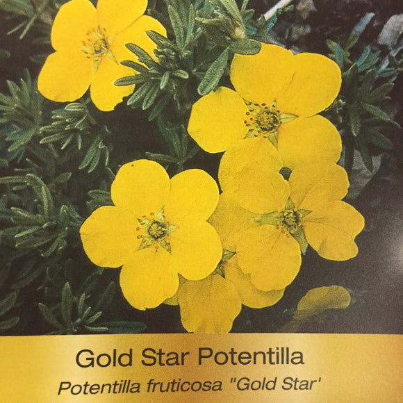 Potentilla - Goldstar