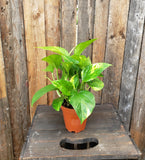 Pothos - Golden 3.5"