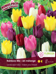 Tulip Bulbs - Rainbow Mix