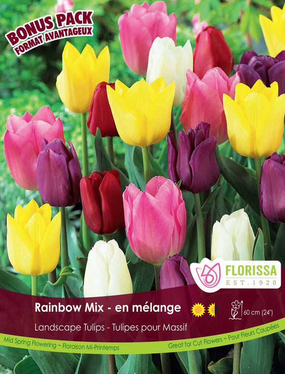 Tulip Bulbs - Rainbow Mix
