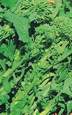 Broccoli Raab - Rapini (Seeds)