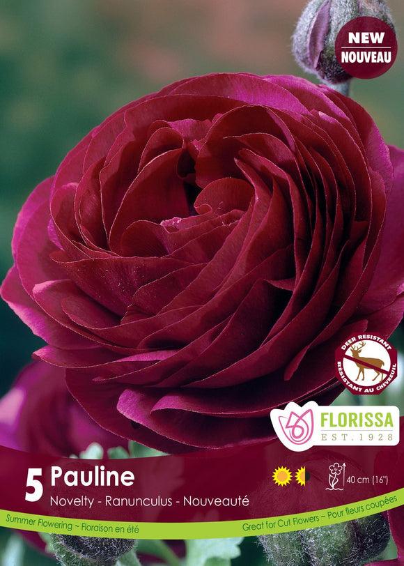 Ranunculus Bulbs - Amandine Pauline