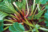 Rhubarb - Victoria (Seeds)