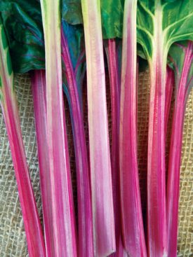 Rhubarb - Victoria (Seeds)