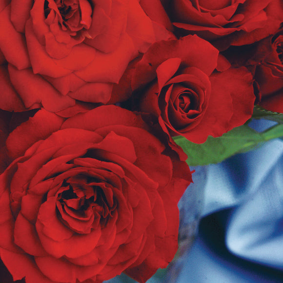 Ten Rosy Roses Rose - Ten Ten – Sunset Nursery