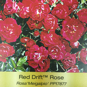 Rose - Red Drift Groundcover (Dwarf)