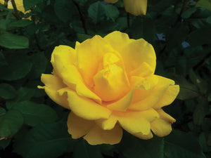 Rose - Yellow Jacket