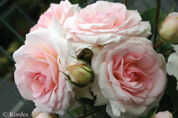 Rose - Elegant Fairy Tale