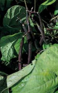 Bean - Royal Burgundy (Purple Bush Bean) JUMBO (Seeds)