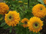 Rudbeckia - Maya Double (Seeds)