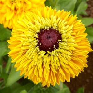 Rudbeckia - Maya Double (Seeds)