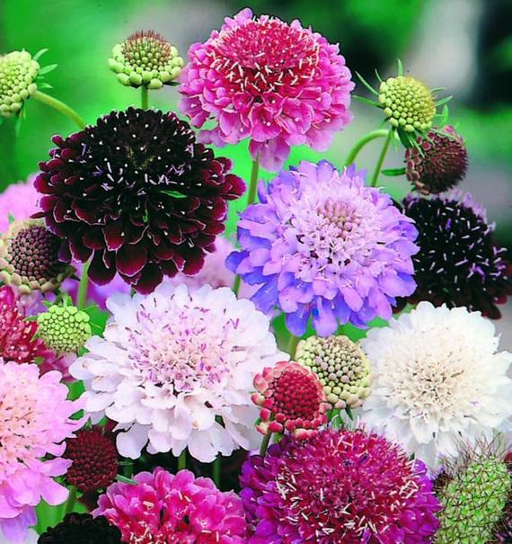 Scabiosa - Imperial Giants Mixed (Seeds)