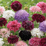 Scabiosa - Imperial Giants Mixed (Seeds)