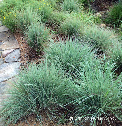 Ornamental Grass - Schizachyrium scoparium Prairie Blues