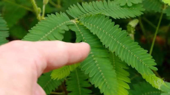 Sensitive Plant	- Mimosa (Seeds)
