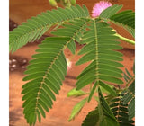 Sensitive Plant	- Mimosa (Seeds)