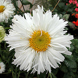 Shasta Daisy - Crazy Daisy (Double) (Seeds)