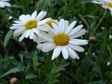 Shasta Daisy (Leucanthemum maximum) (Seeds)