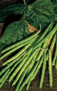 Bean - Slenderette  (Green Bush Bean) (Seeds)