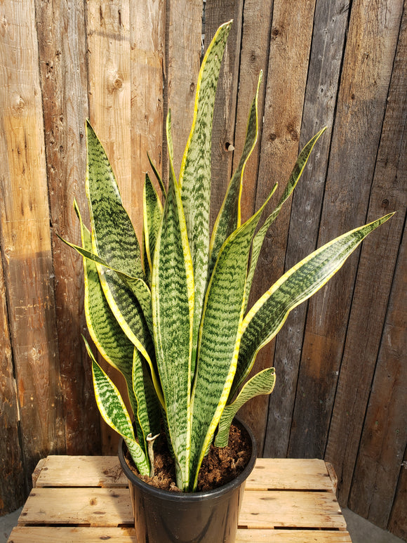sansevieria tri laurentii Sansevieria (Snake Plant)