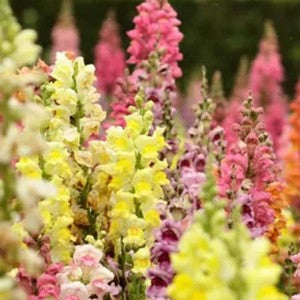 Snapdragon - Panorama Mixed Colours (Seeds)