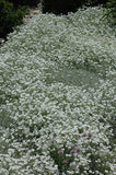 Snow in Summer (Cerastium Tomentosum) (Seeds)