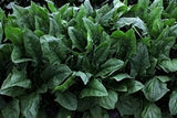Spinach - Imperial Green Hybrid (Seeds)