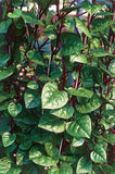 Spinach - Red Malabar (Seeds)
