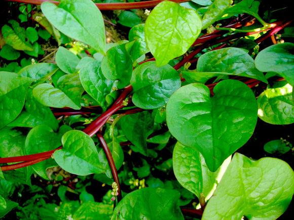 Spinach - Red Malabar (Seeds)