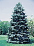 Spruce - Colorado Blue (Seeds)