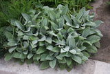 Stachys (Lamb's Ear) (Seeds)