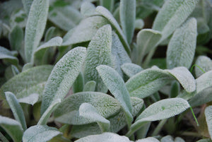 Stachys (Lamb's Ear) (Seeds)