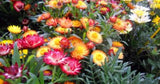 Strawflowers - Mixed Helichrysum (Seeds)