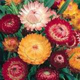 Strawflowers - Mixed Helichrysum (Seeds)