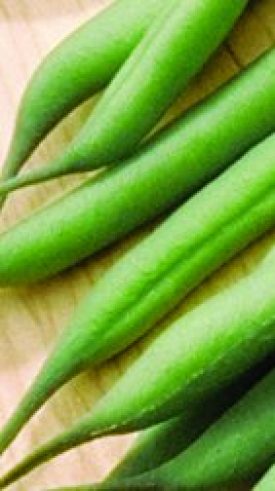 Bean - Stringless Greenpod (Green Bush Bean) Large Pack (Seeds)