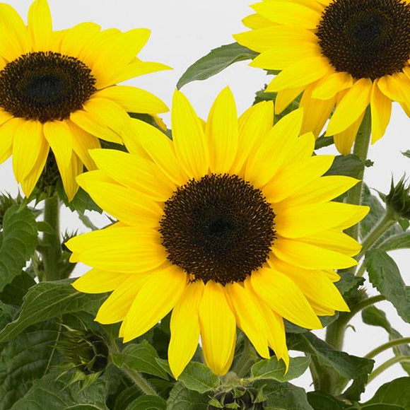 Sunflower - SunBuzz