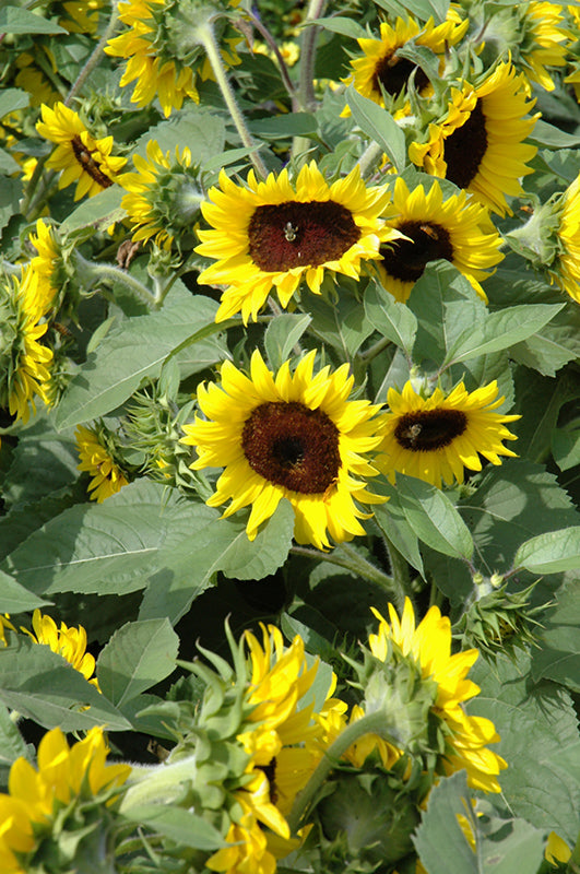 Sunflower - Sunsation Flame