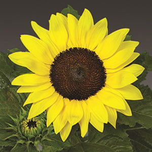 Sunflower - Sunsation Yellow