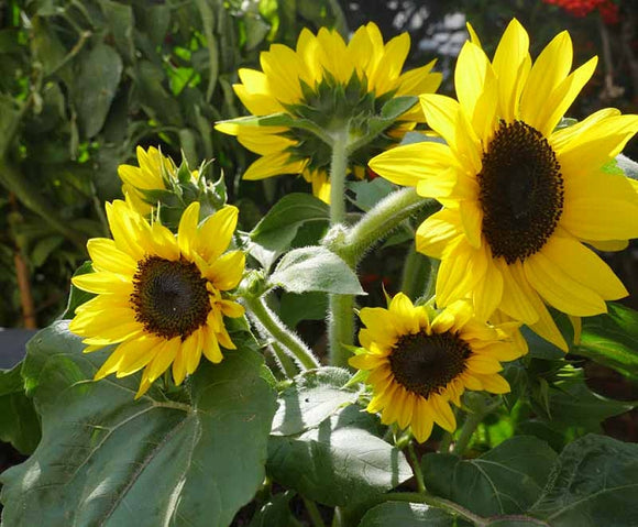 Sunflower - Sunstastic Yellow Black Eye