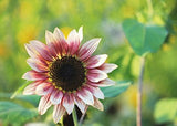 Sunflower - Cherry Rose (Seeds)
