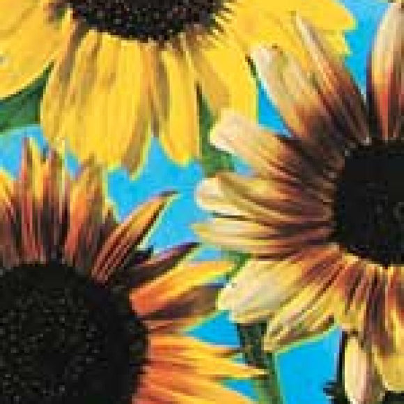 Sunflower - Colour Fashion Mixed (Seeds)