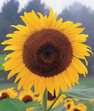 Sunflower - Kong (Seeds)