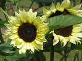 Sunflower - Lemon Sorbet (Seeds)