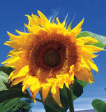 Sunflower - Large Grey Striped (Seeds)