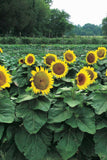 Sunflower - Sunspot (Dwarf) (Seeds)