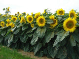 Sunflower - Sunspot (Dwarf) (Seeds)